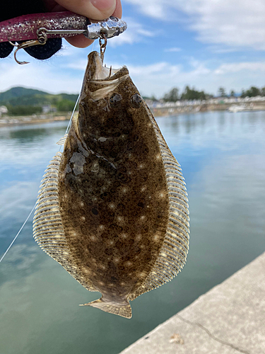 ヒラメの釣果