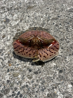 カニの釣果