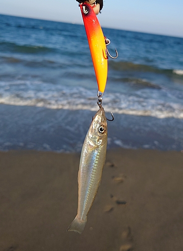 キスの釣果