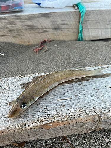 キスの釣果