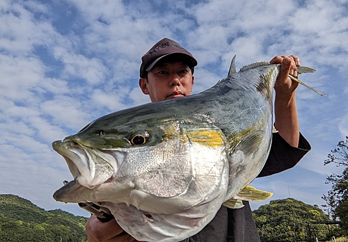 ヒラマサの釣果