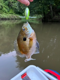 ブルーギルの釣果