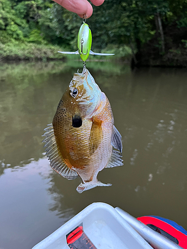 ブルーギルの釣果