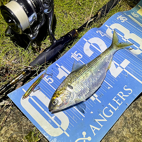 コノシロの釣果