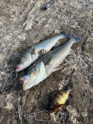 シーバスの釣果