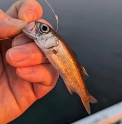 ムツの釣果