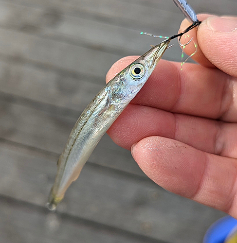 カマスの釣果