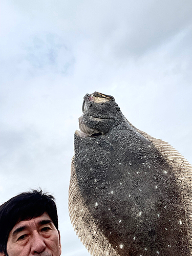 ヒラメの釣果