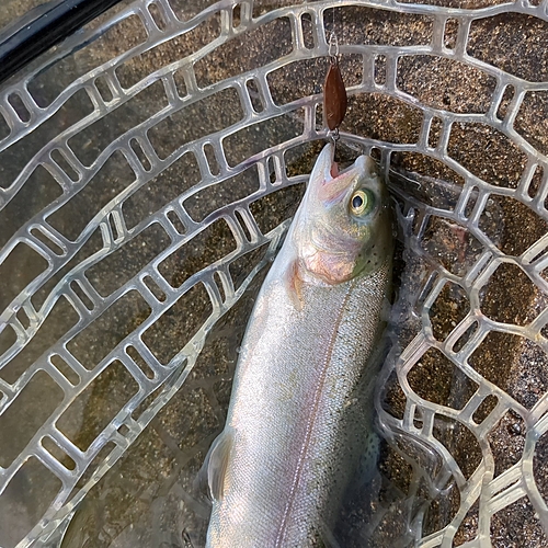 トラウトの釣果