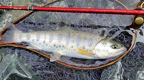 ヤマメの釣果