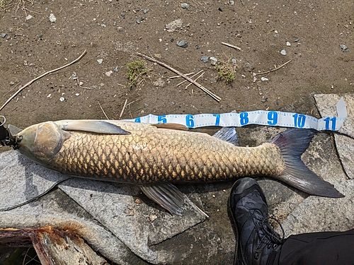 ソウギョの釣果