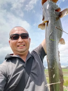 ナマズの釣果