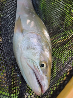 サクラマスの釣果