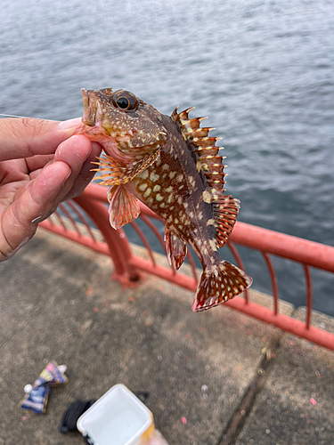 カサゴの釣果