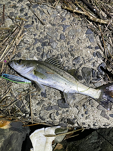 シーバスの釣果