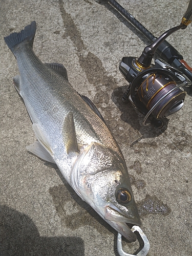 シーバスの釣果