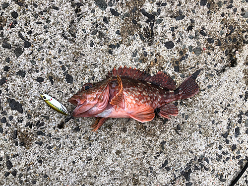 カサゴの釣果