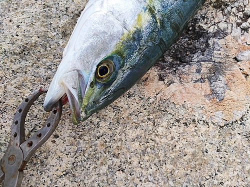 ヤズの釣果