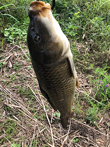 コイの釣果