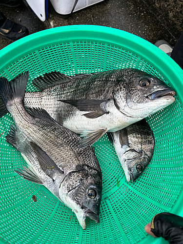 チヌの釣果