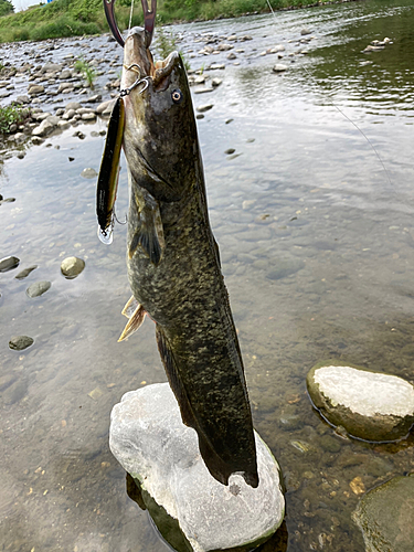 ナマズの釣果