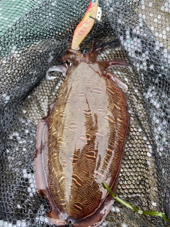 モンゴウイカの釣果