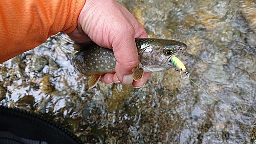 イワナの釣果