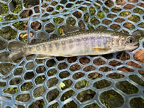 イワナの釣果