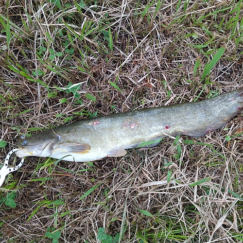 マナマズの釣果