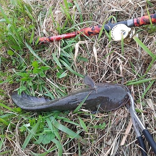 マナマズの釣果