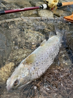 ブラウントラウトの釣果