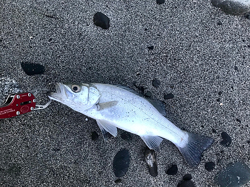 ヒラスズキの釣果