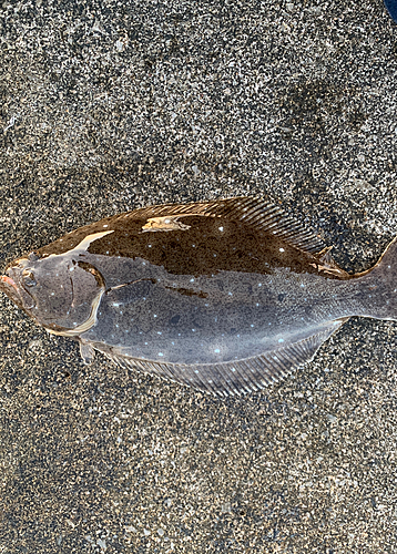 ソゲの釣果