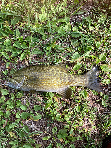 スモールマウスバスの釣果