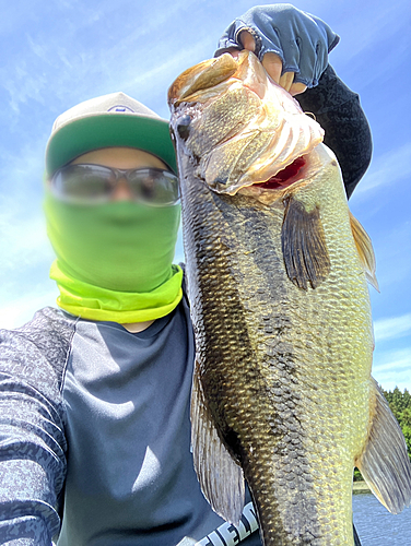 ブラックバスの釣果