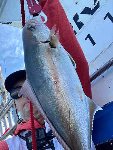 カンパチの釣果