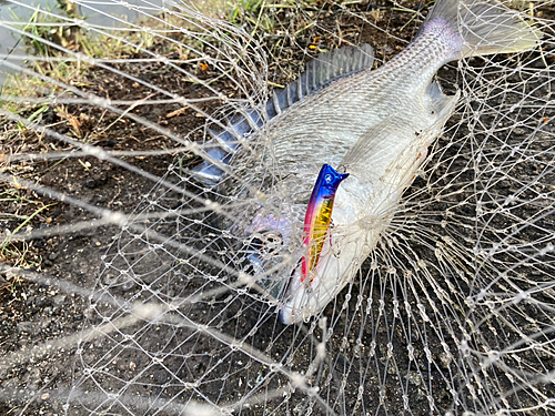 キビレの釣果