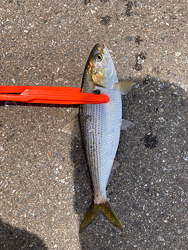 コノシロの釣果