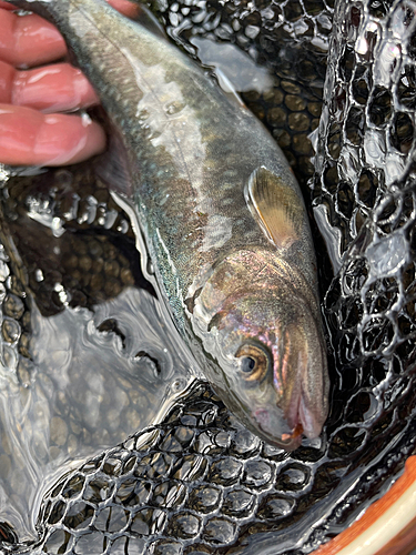 イワナの釣果