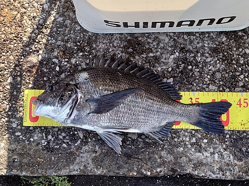 クロダイの釣果