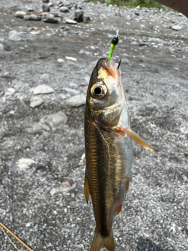 カワムツの釣果