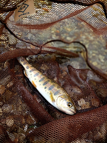 ヤマメの釣果