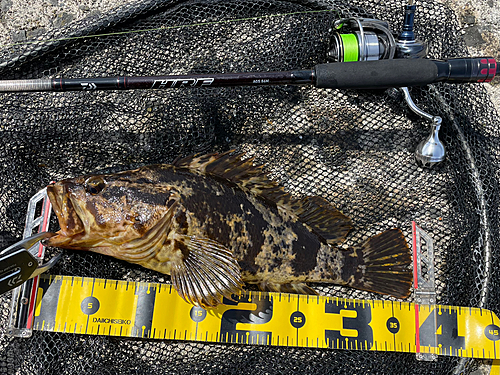 ベッコウゾイの釣果