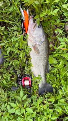 ブラックバスの釣果