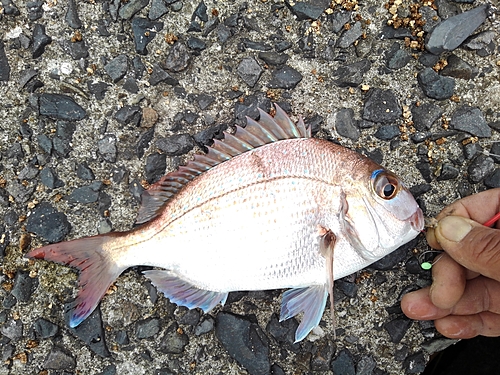 タイの釣果