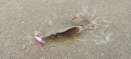 ソゲの釣果