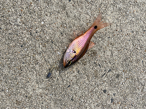 ネンブツダイの釣果