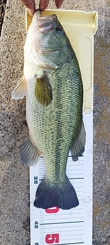 ブラックバスの釣果