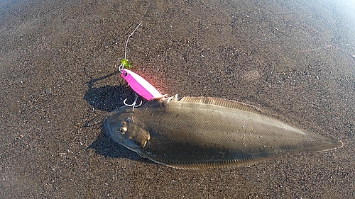 シタビラメの釣果