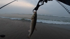 マルタウグイの釣果